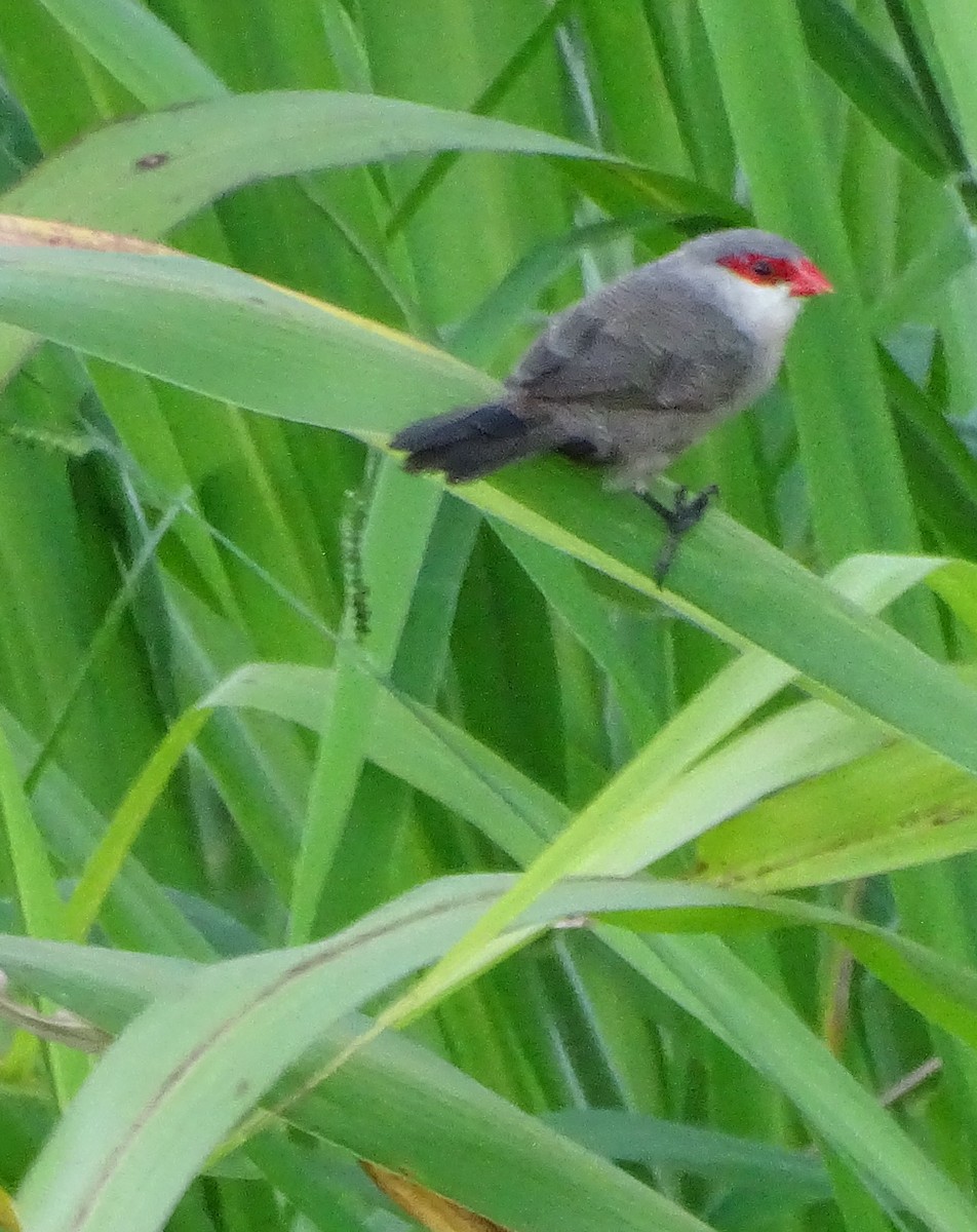 פרושית אדומת-משקפיים - ML646376636
