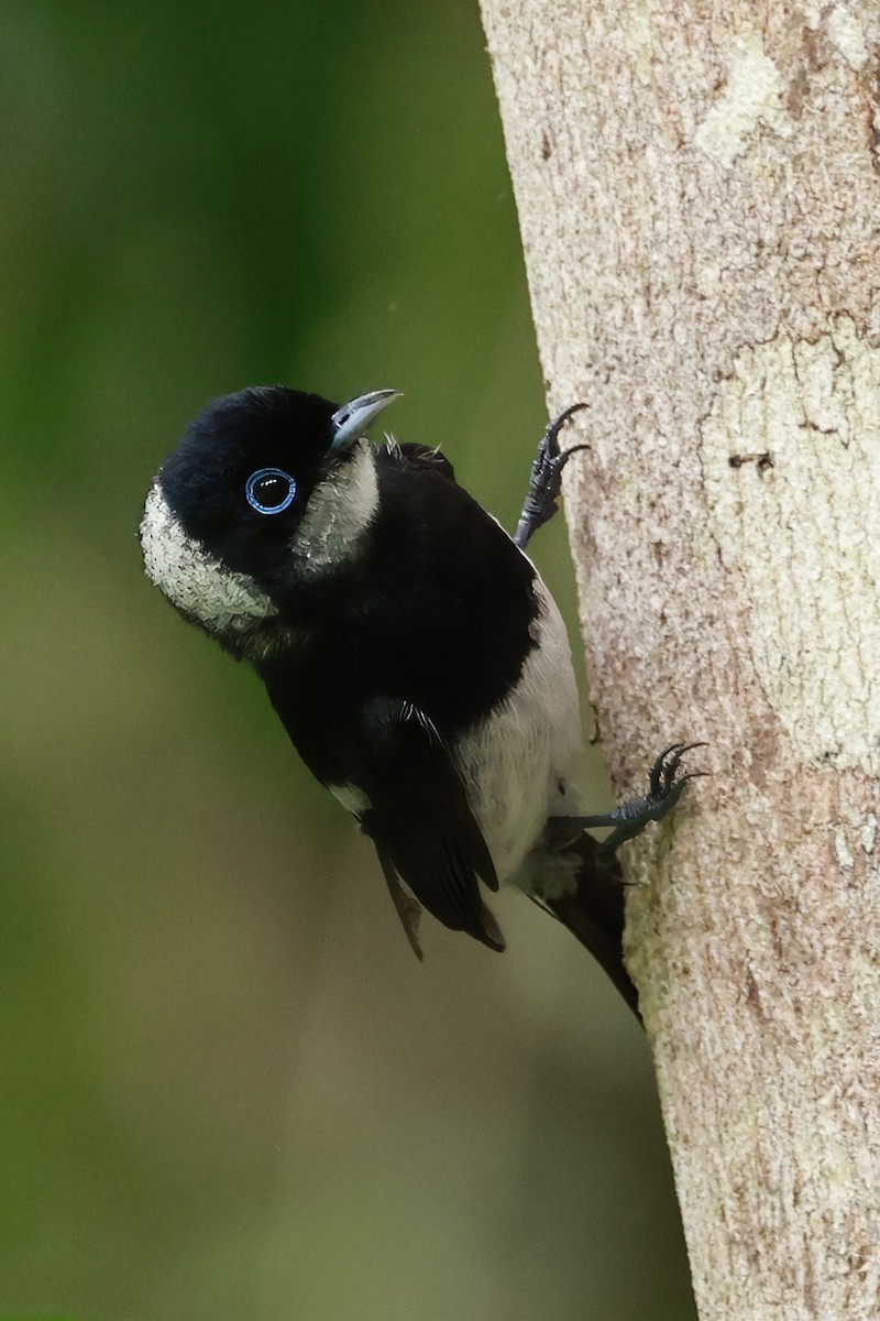 Pied Monarch - ML646376637