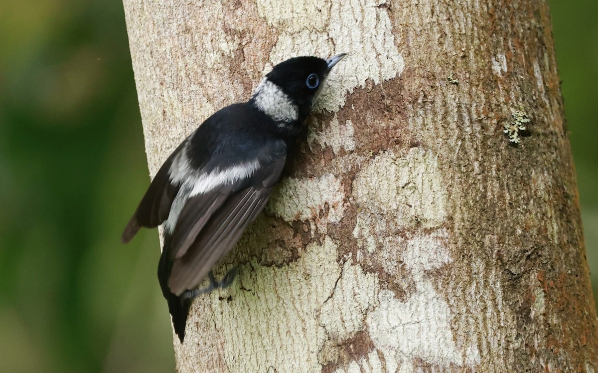 Pied Monarch - ML646376638