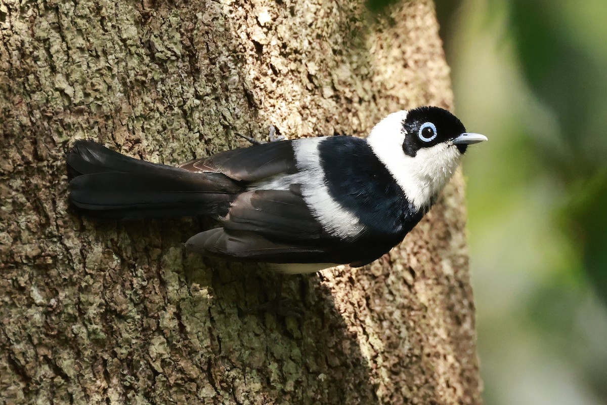 Pied Monarch - ML646376639