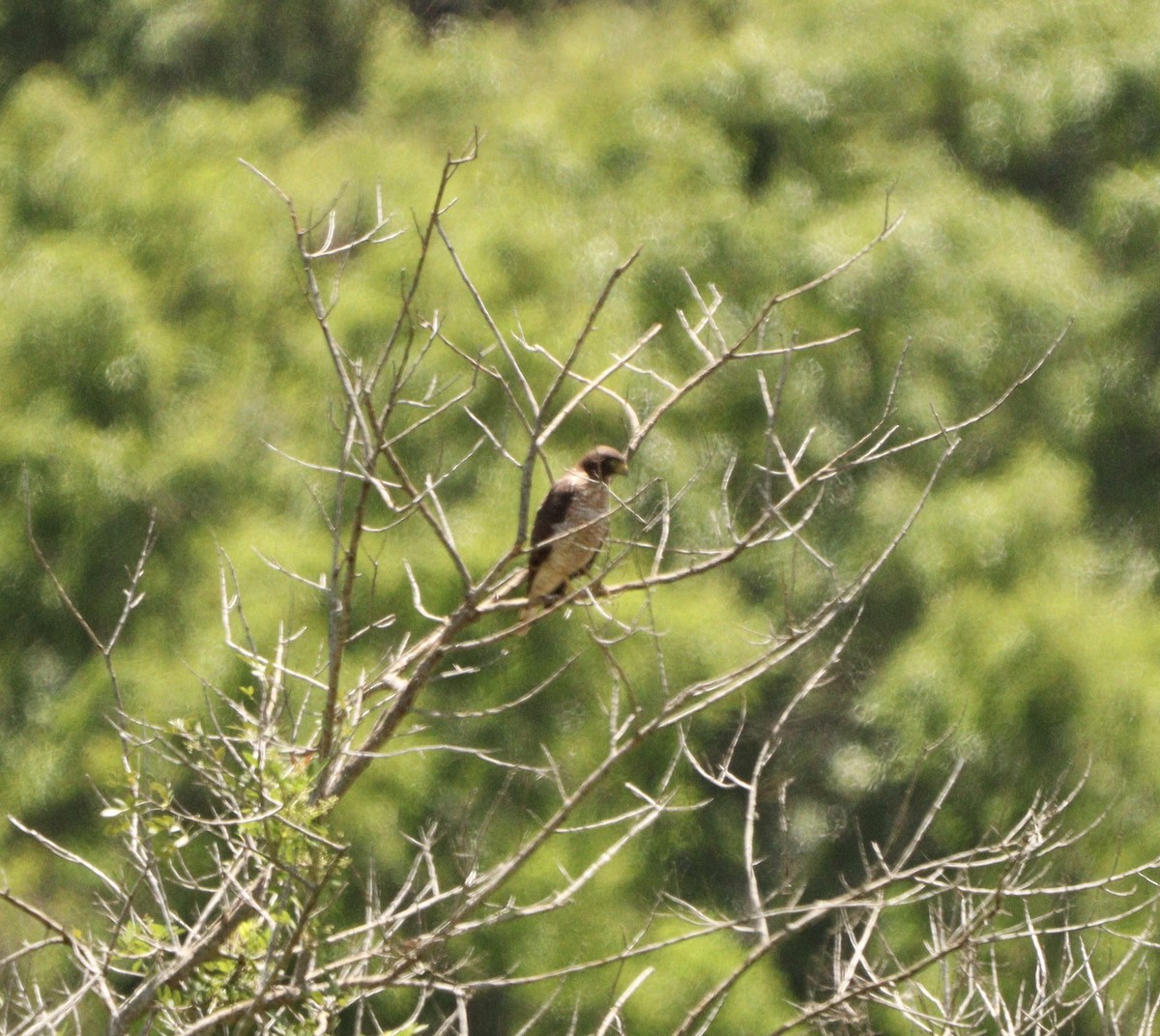 Yol Şahini - ML646376640