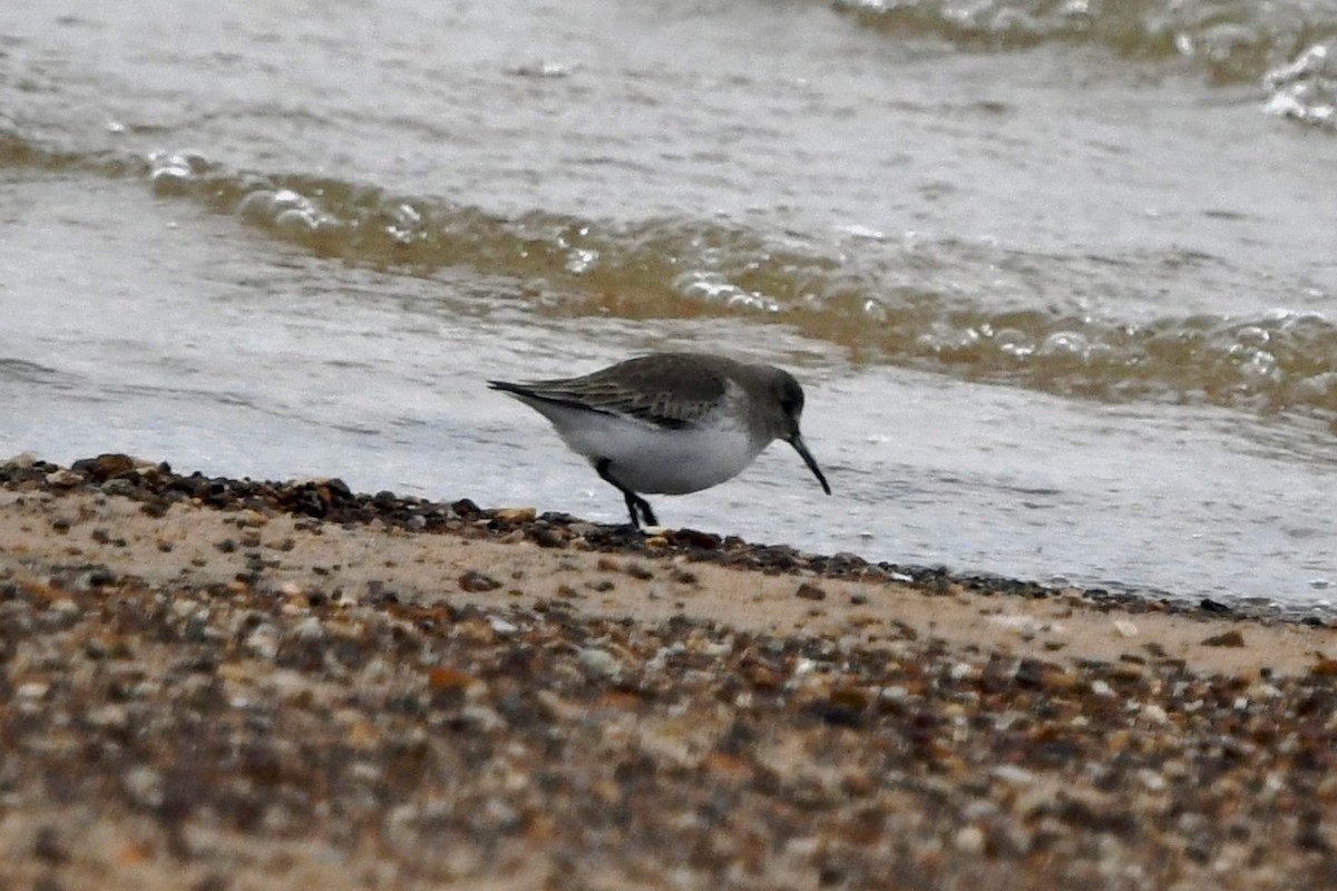 黑腹濱鷸 - ML646376641