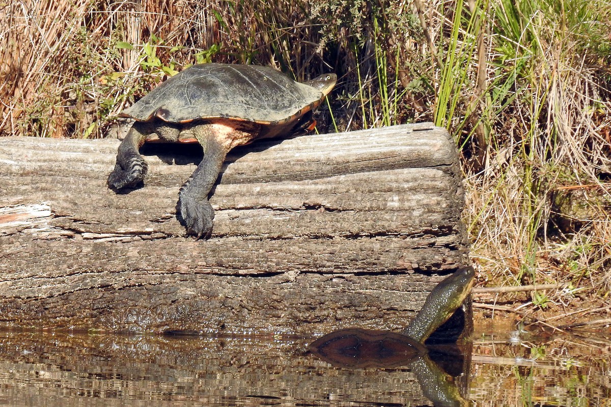Eastern Snake-necked Turtle - ML646376646