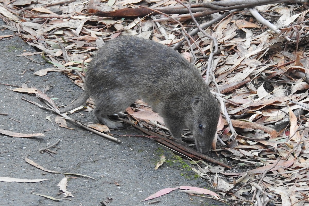 Southern Brown Bandicoot - ML646376648