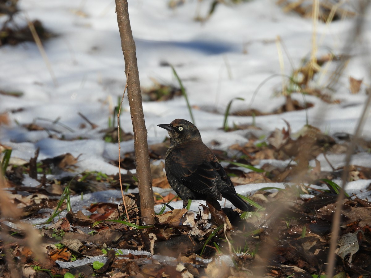 Rusty Blackbird - ML646376649