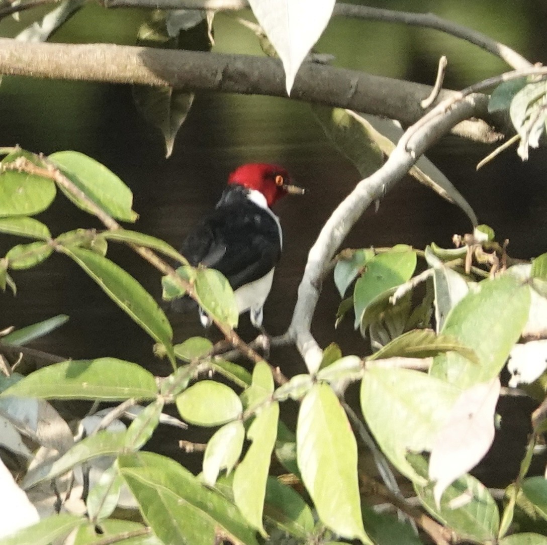 Red-capped Cardinal - ML646376653