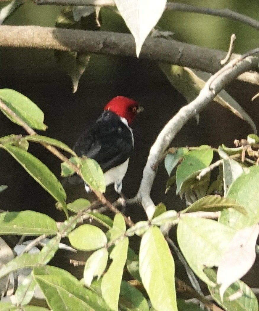 Red-capped Cardinal - ML646376654