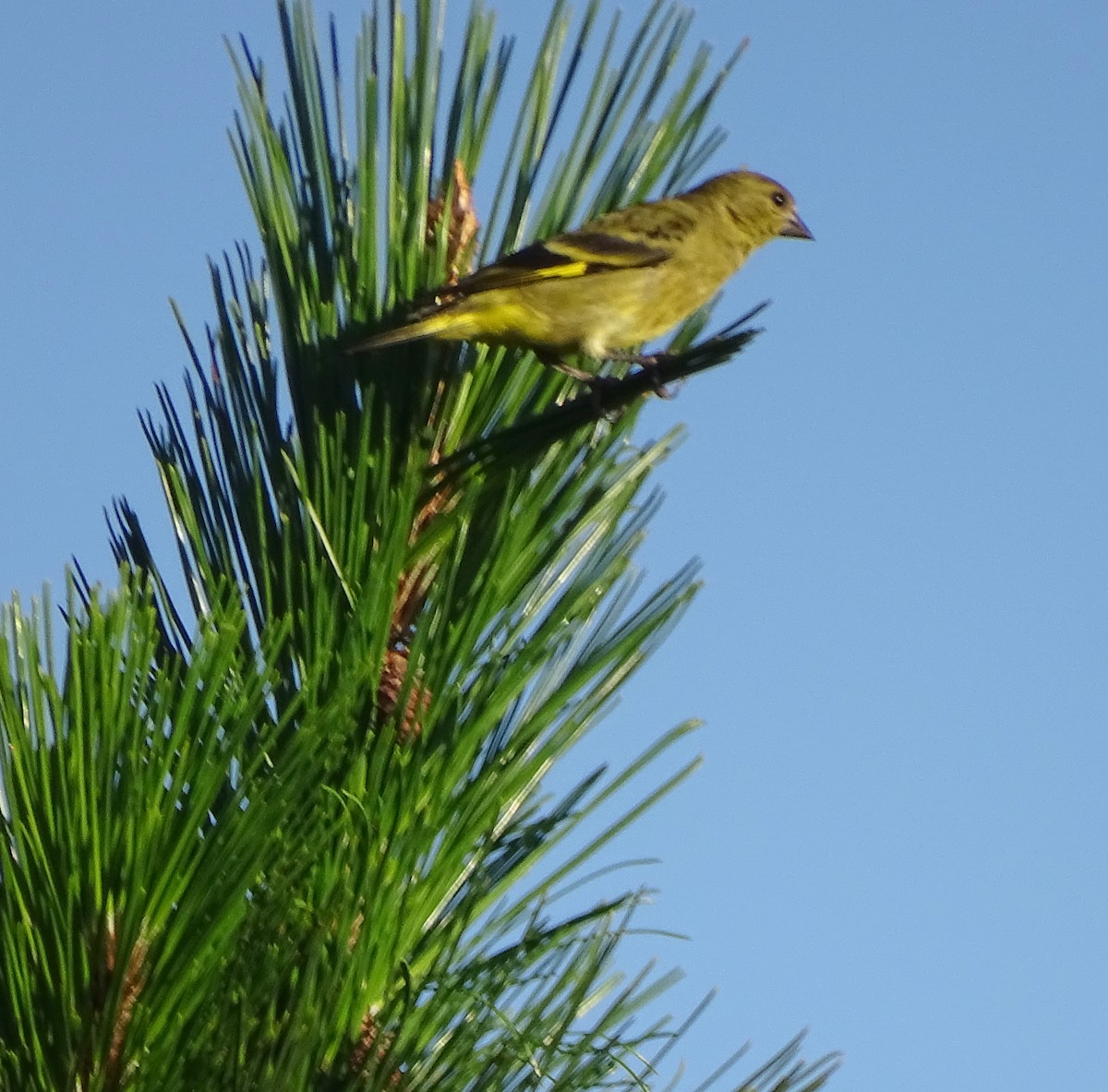 Hooded Siskin - ML646376658