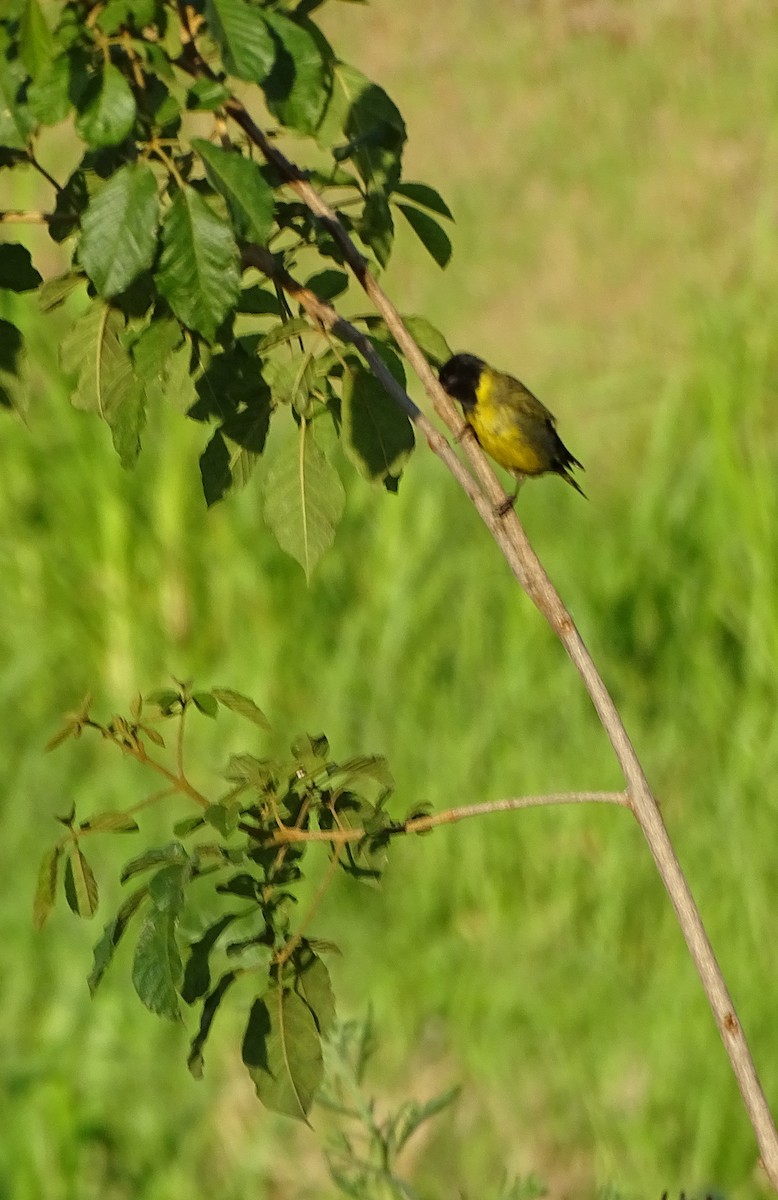Hooded Siskin - ML646376659