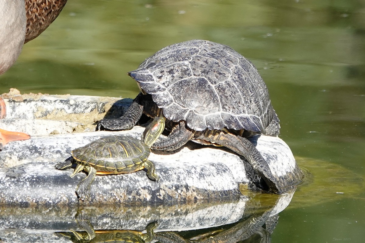 Red-eared Slider - ML646376661
