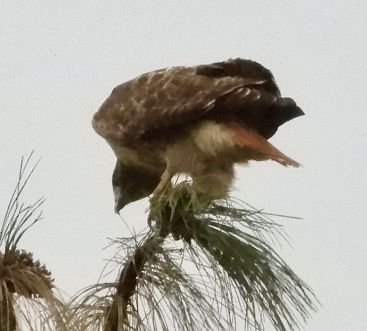 Red-tailed Hawk - ML646376664