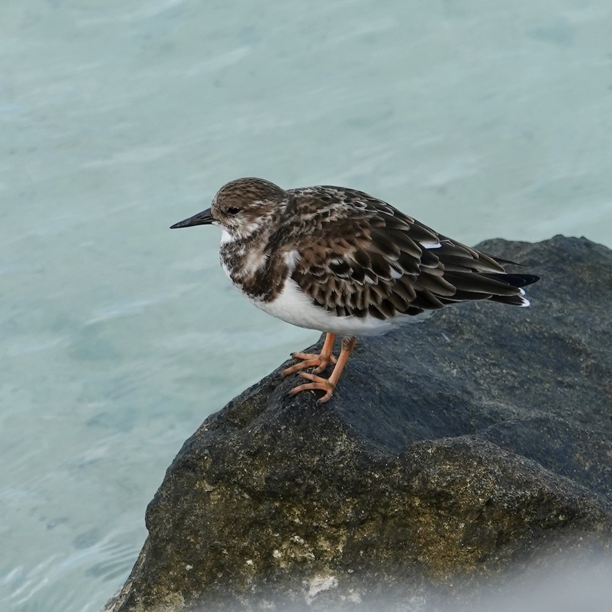 Ruddy Turnstone - ML646376665