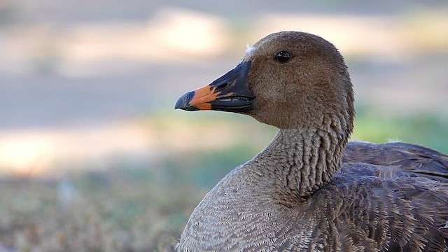 Ánsar Campestre de la Tundra - ML646376667