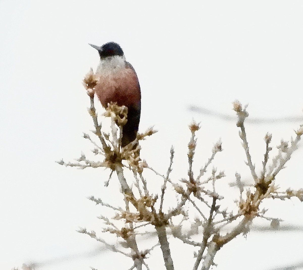 Lewis's Woodpecker - ML646376669