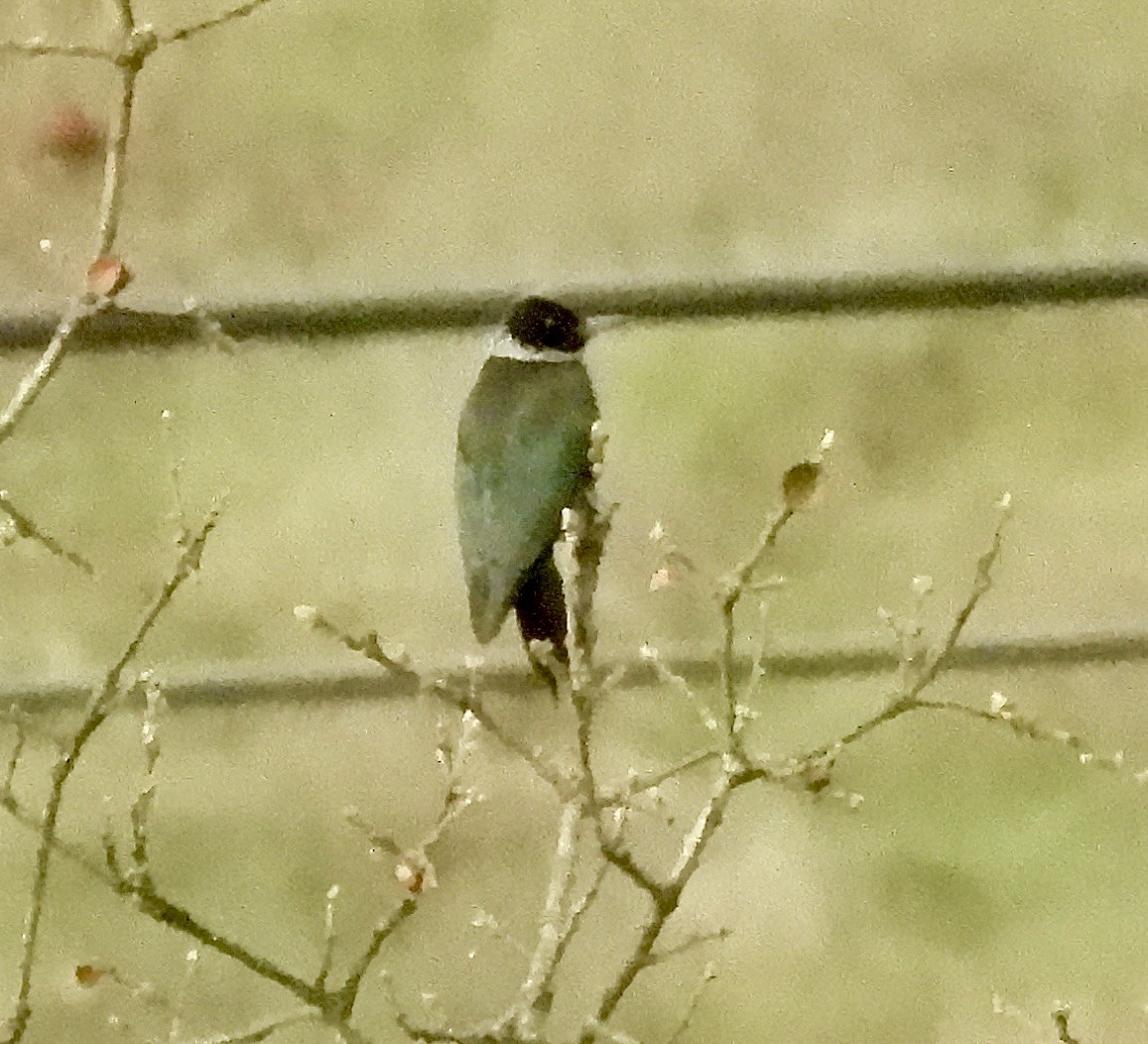 Lewis's Woodpecker - ML646376670