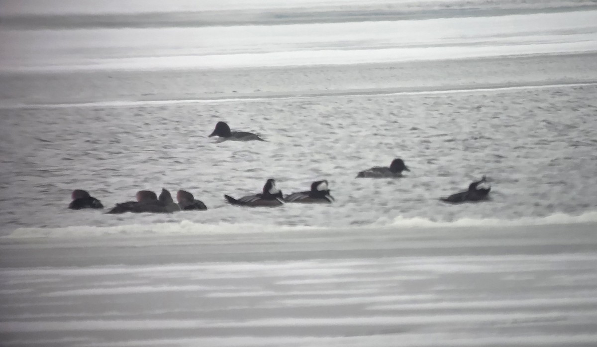 Hooded Merganser - ML646376672