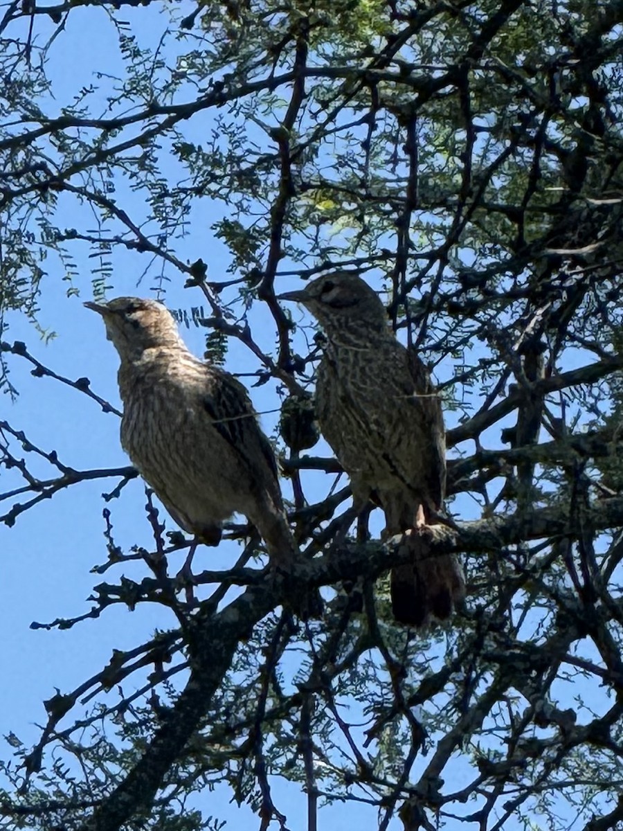 Lark-like Brushrunner - ML646376673