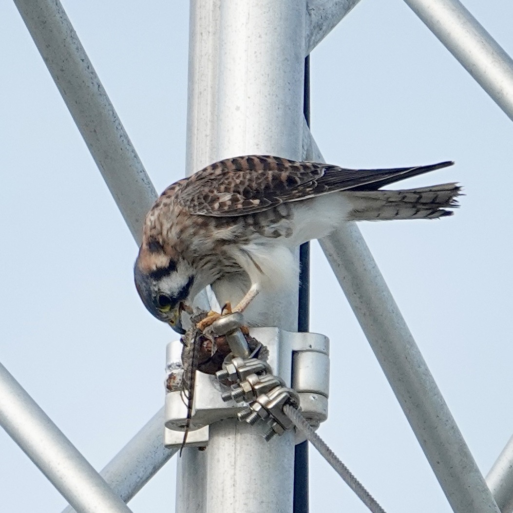 American Kestrel - ML646376674