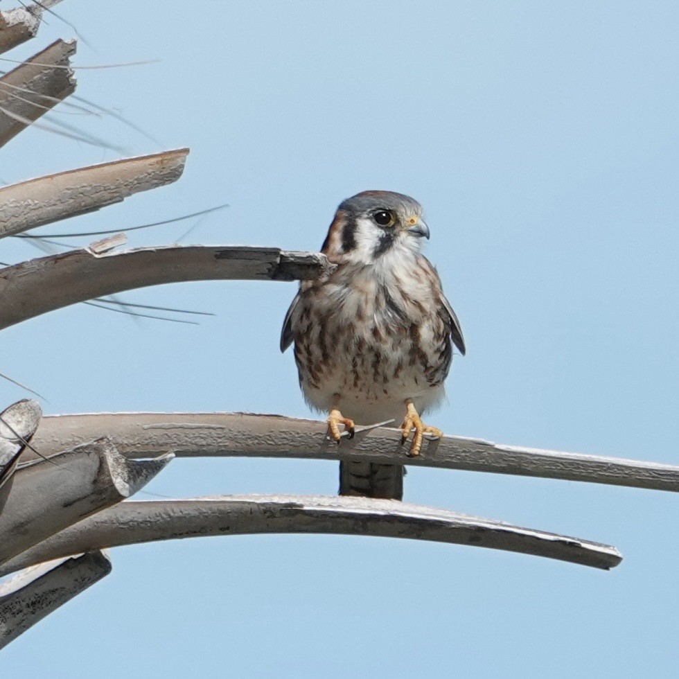 American Kestrel - ML646376675
