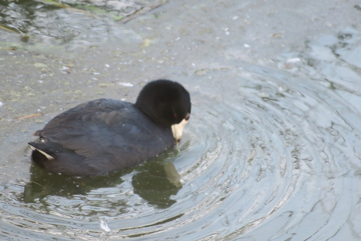 Лиска американська - ML646376676