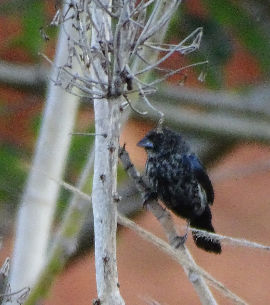 Blue-black Grassquit - ML646376677