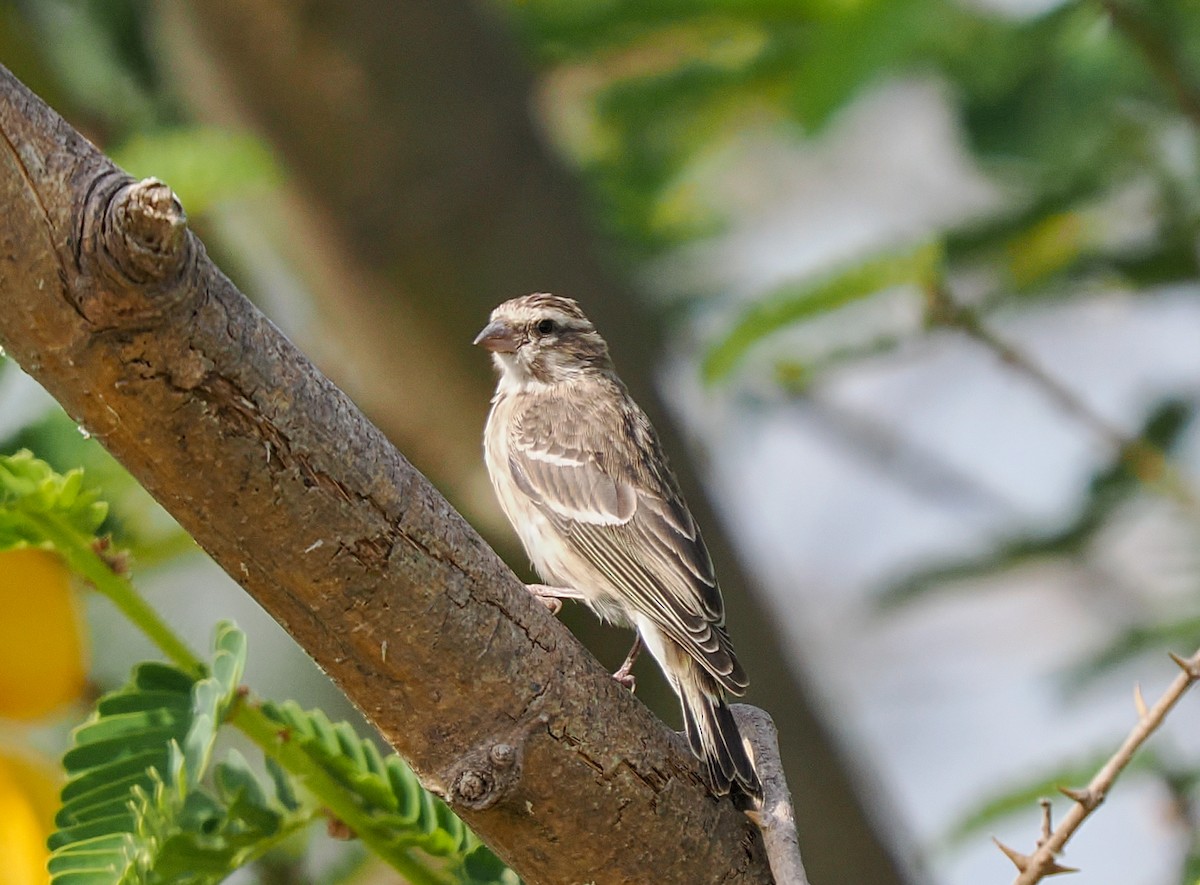 Reichenow's Seedeater - ML646376678