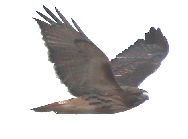 Red-tailed Hawk - ML646376679