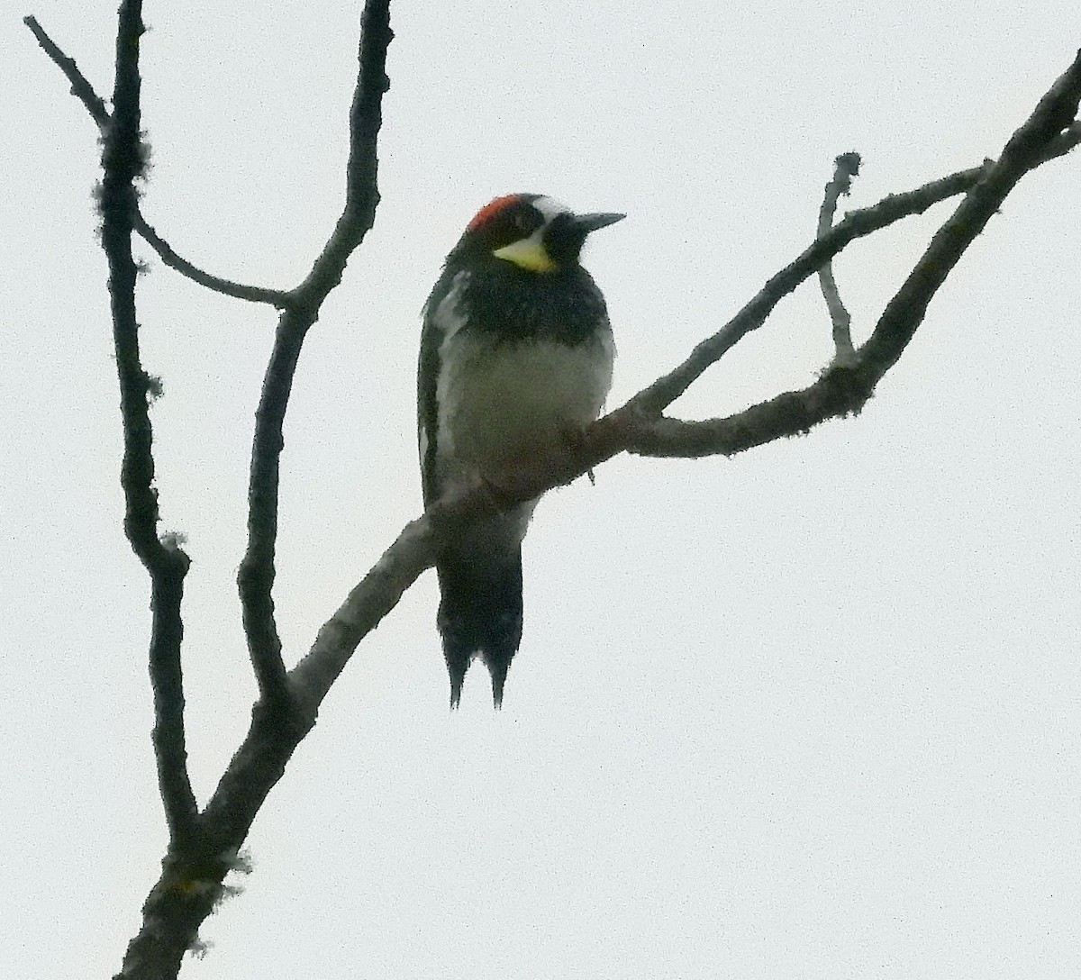 Acorn Woodpecker - ML646376681