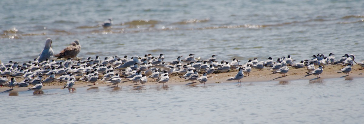 Flussseeschwalbe - ML646376682