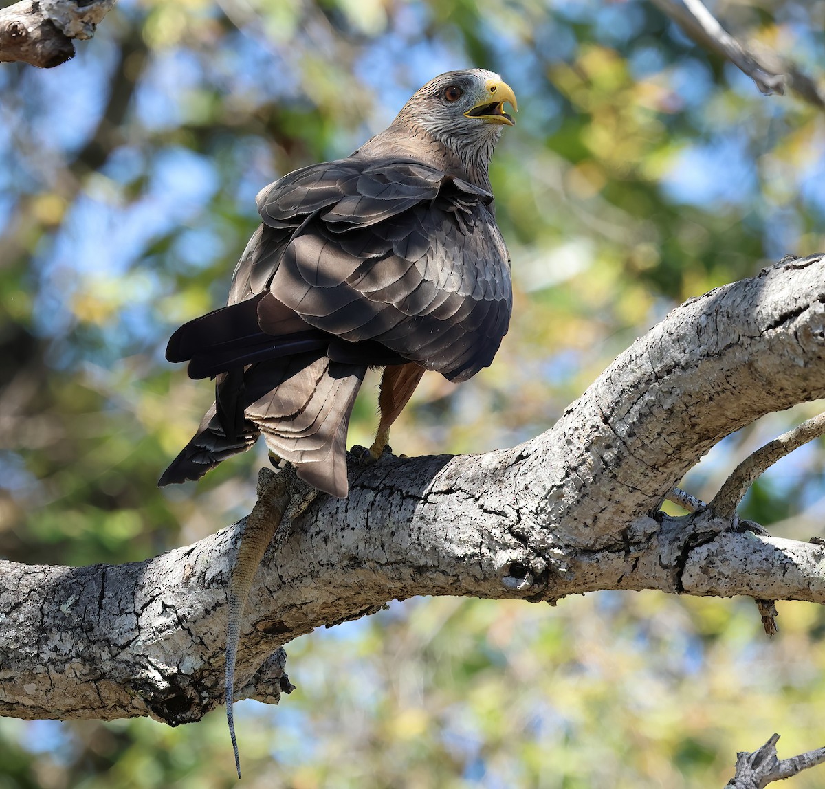 Black Kite (Yellow-billed) - ML646376683