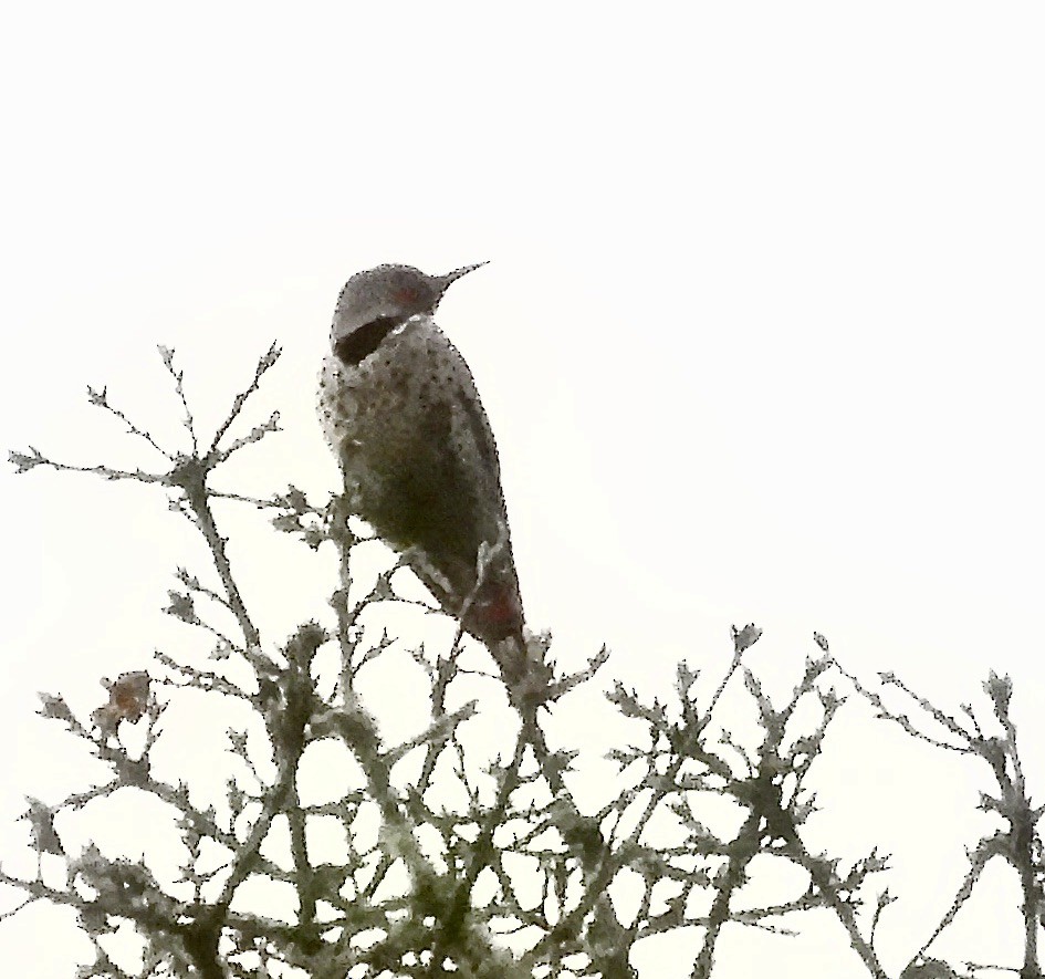 Northern Flicker - ML646376684