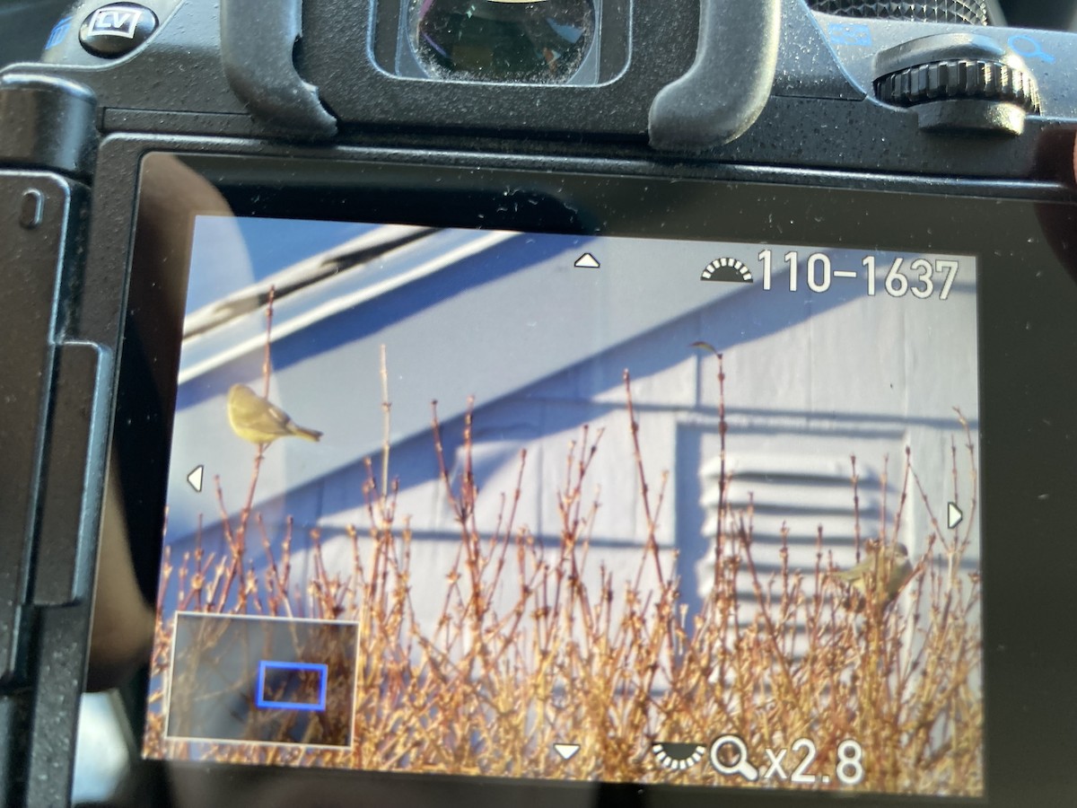 Orange-crowned Warbler - ML646376685