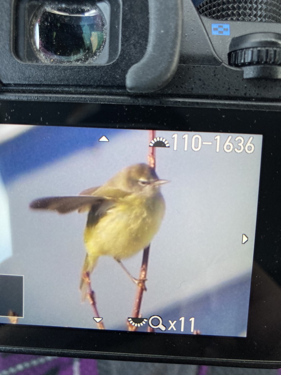 Orange-crowned Warbler - ML646376686