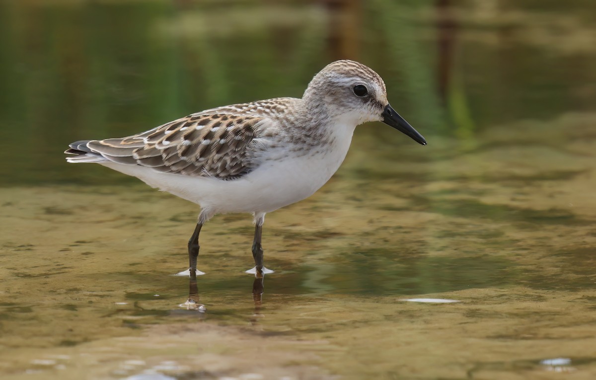 Semipalmated Sandpiper - ML646376688