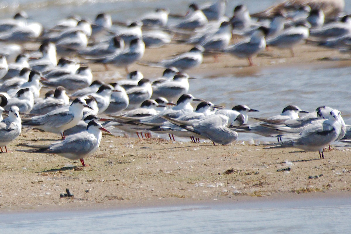 Flussseeschwalbe - ML646376689