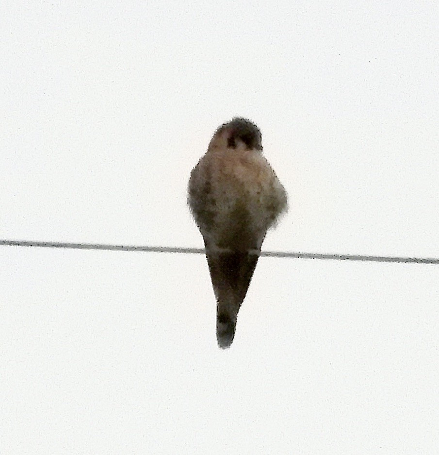 American Kestrel - ML646376690