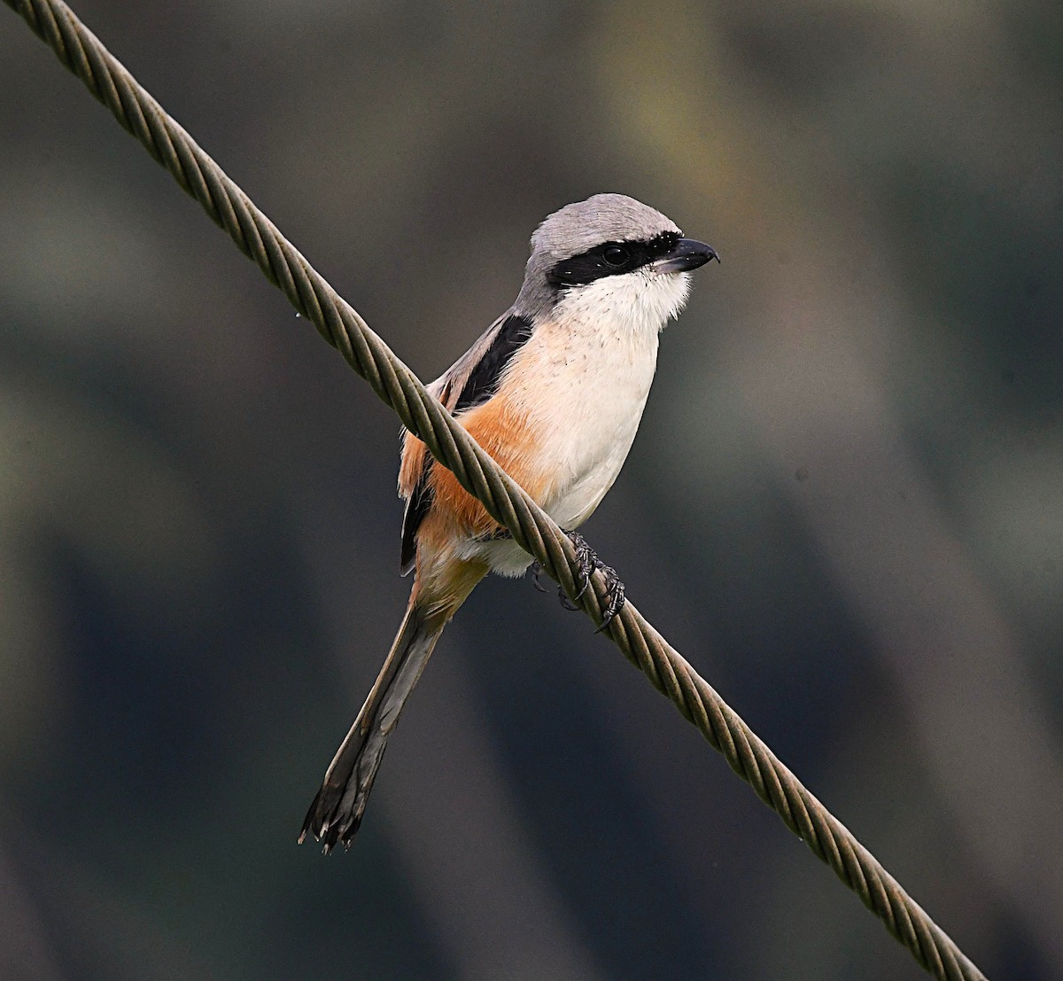 Long-tailed Shrike - ML646376691