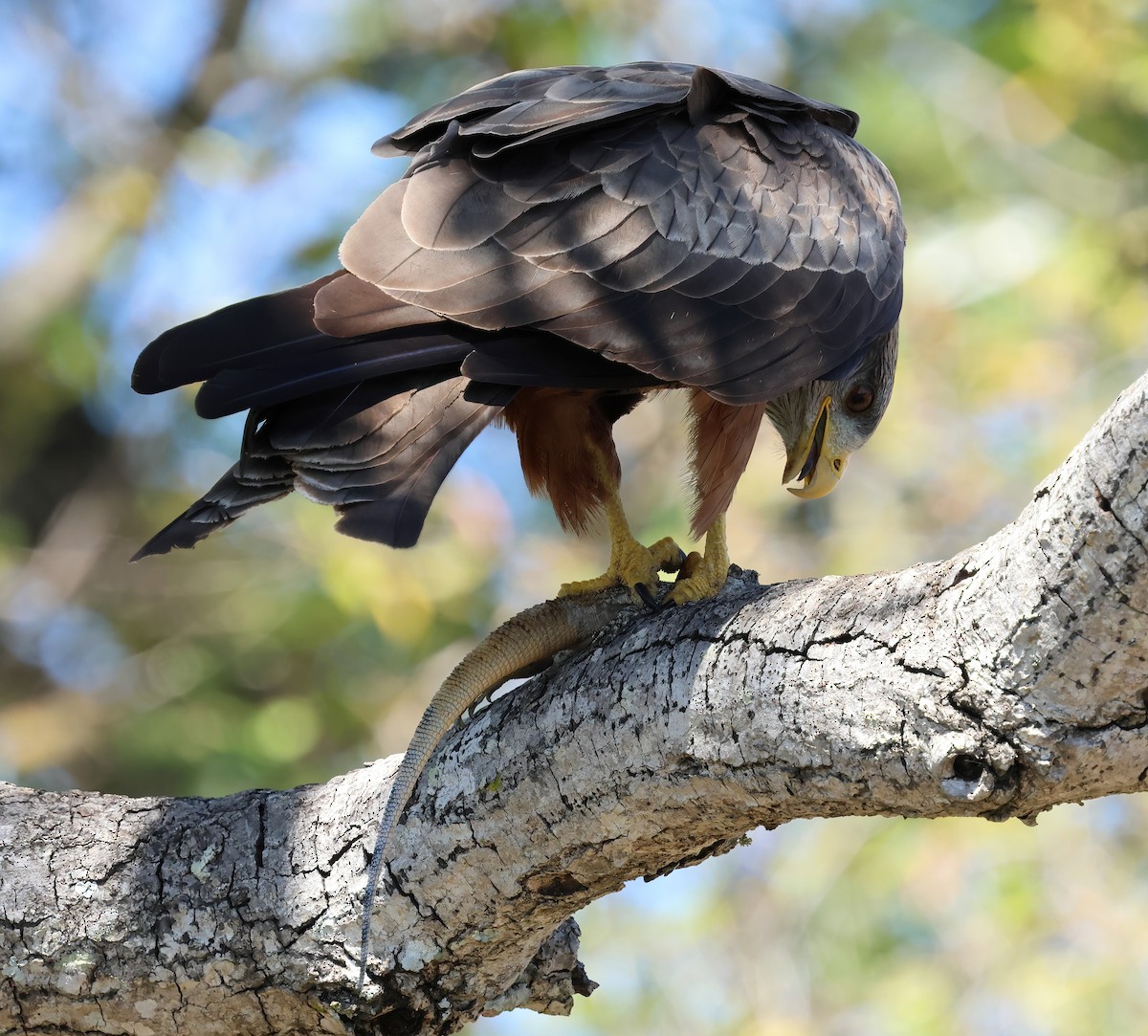 Black Kite (Yellow-billed) - ML646376692