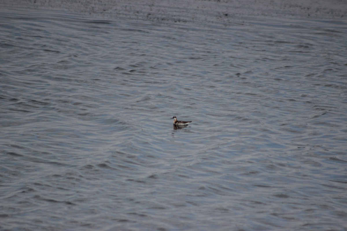 Плавунець круглодзьобий - ML646376693