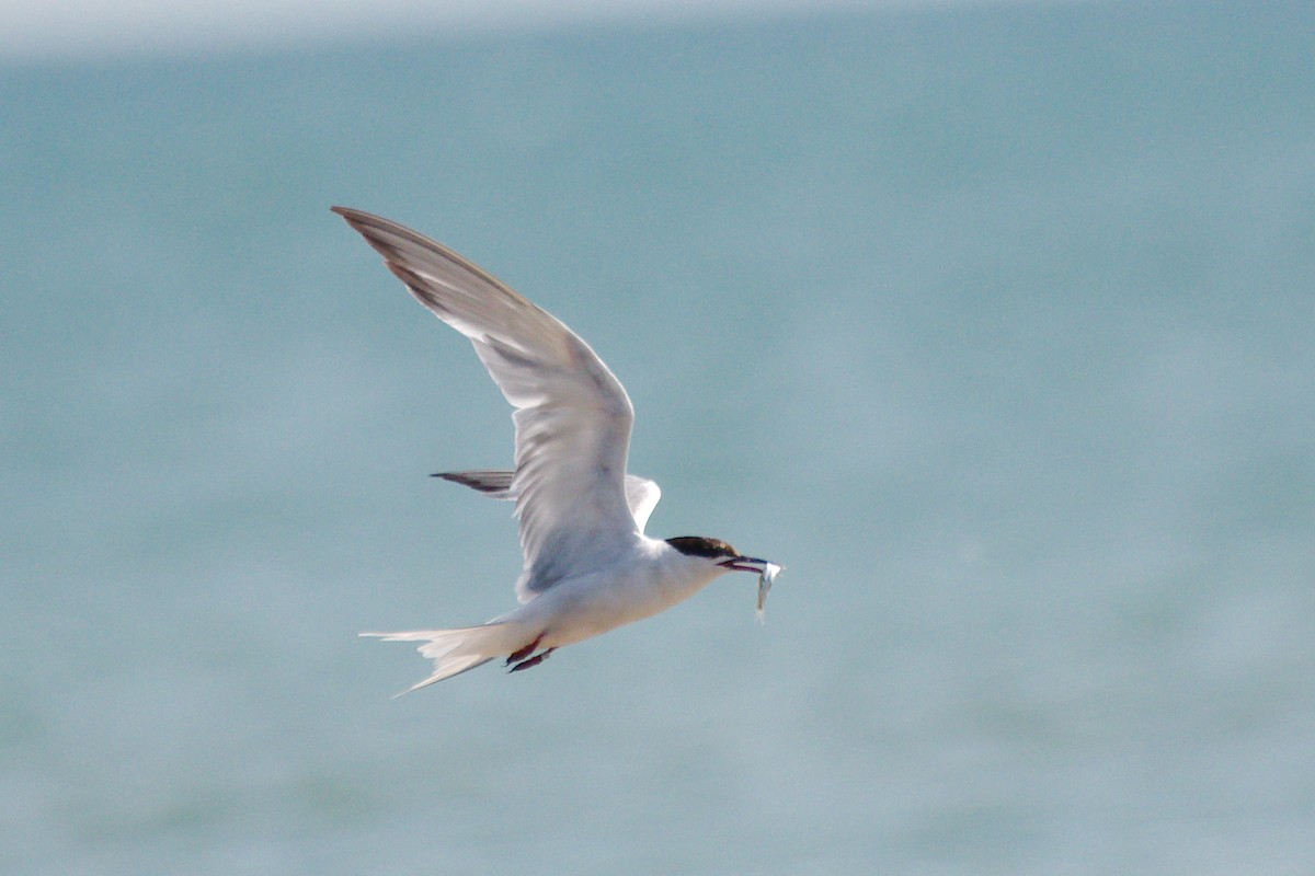 Flussseeschwalbe - ML646376694