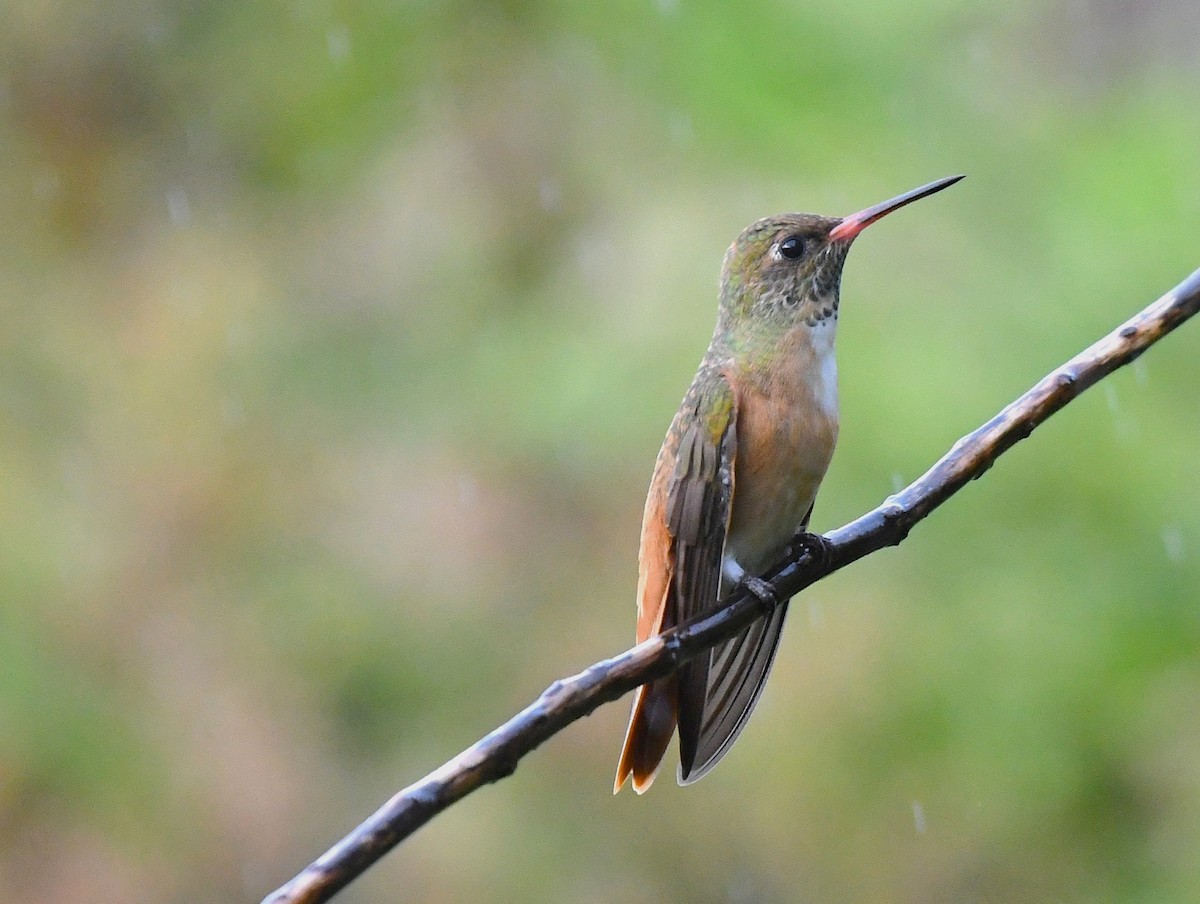 Amazilia Hummingbird - ML646376695