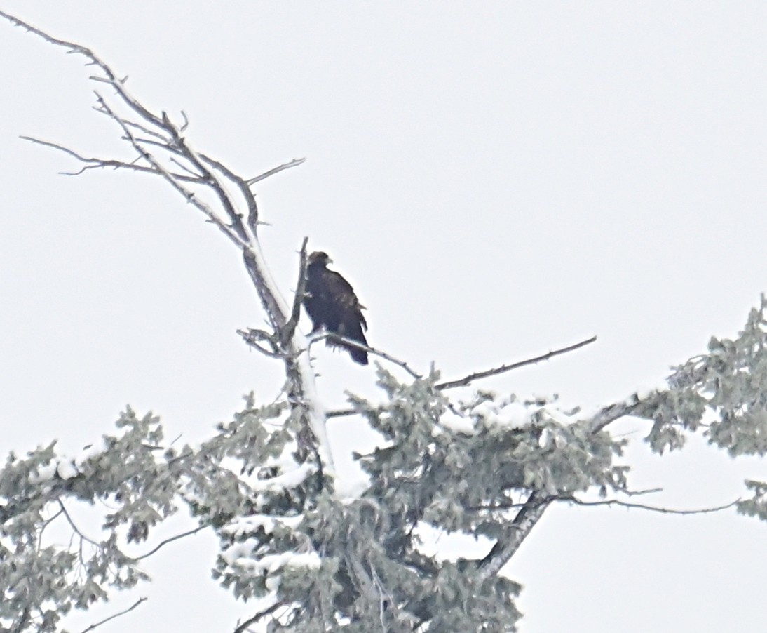 Golden Eagle - ML646376697