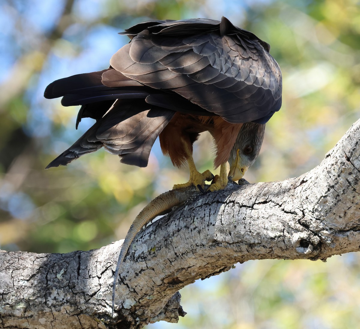 Black Kite (Yellow-billed) - ML646376703