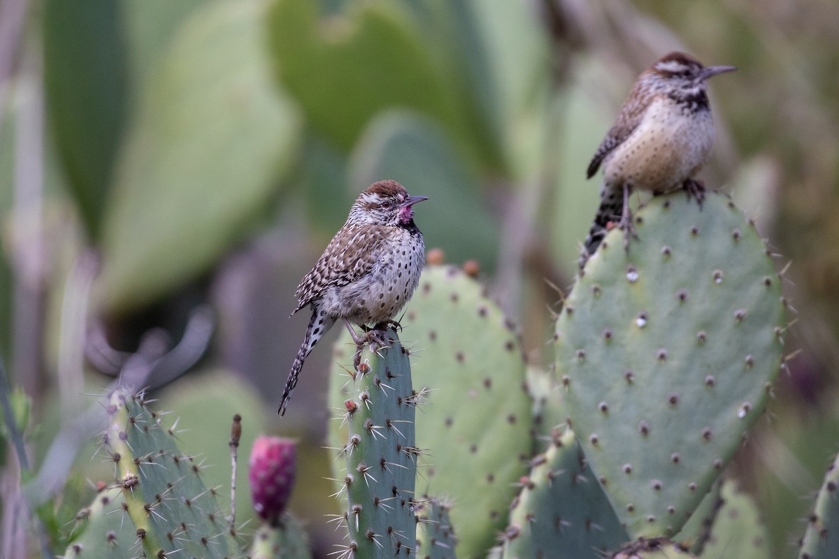Cactus Wren - ML646376704