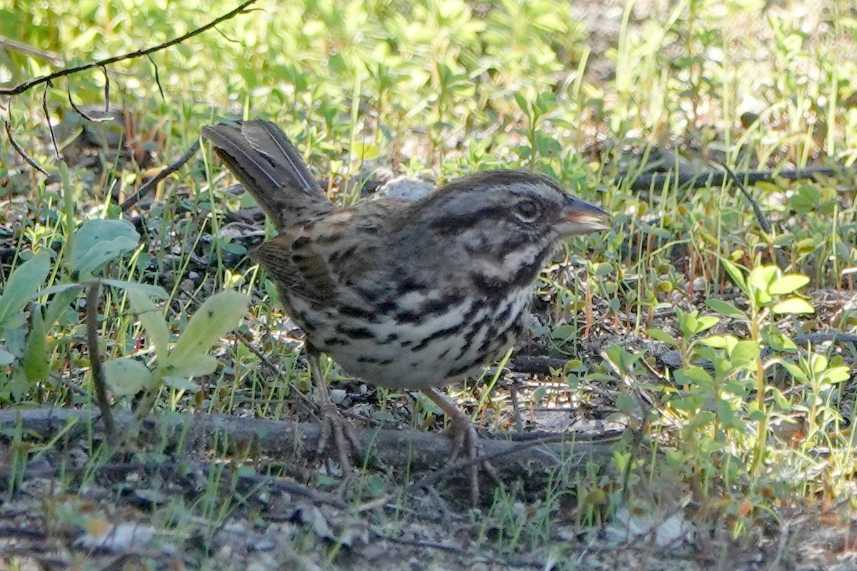 Song Sparrow - ML646376705