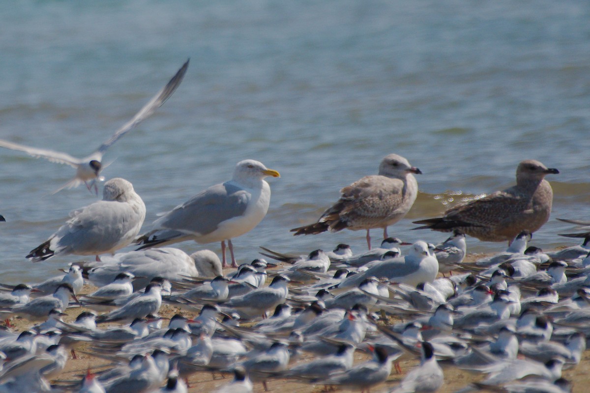 American Herring Gull - ML646376707