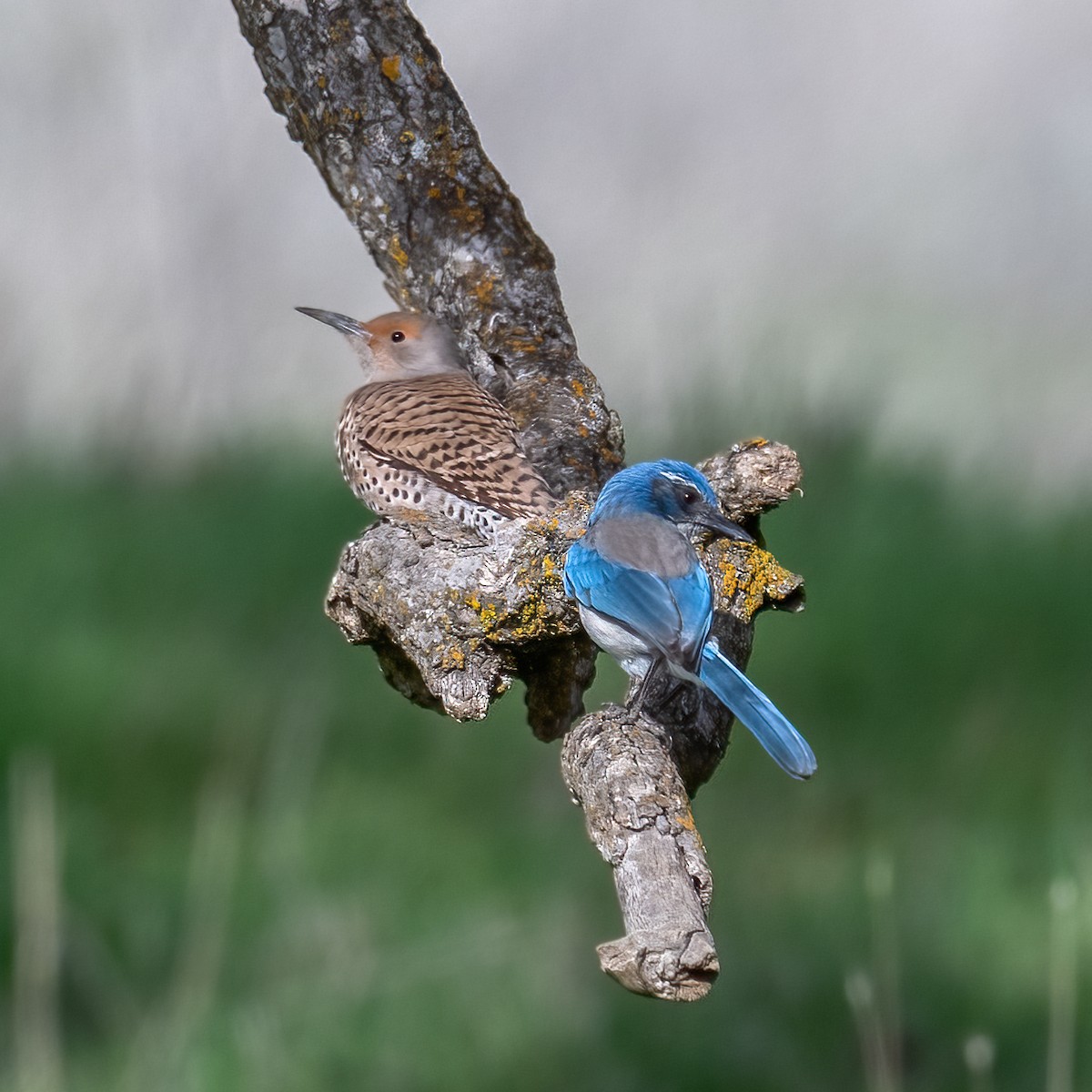 Northern Flicker - ML646376713