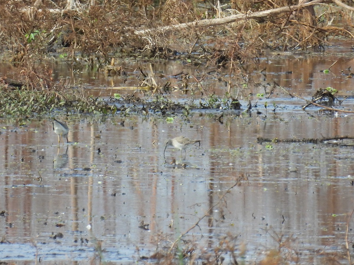 Stilt Sandpiper - ML646376714