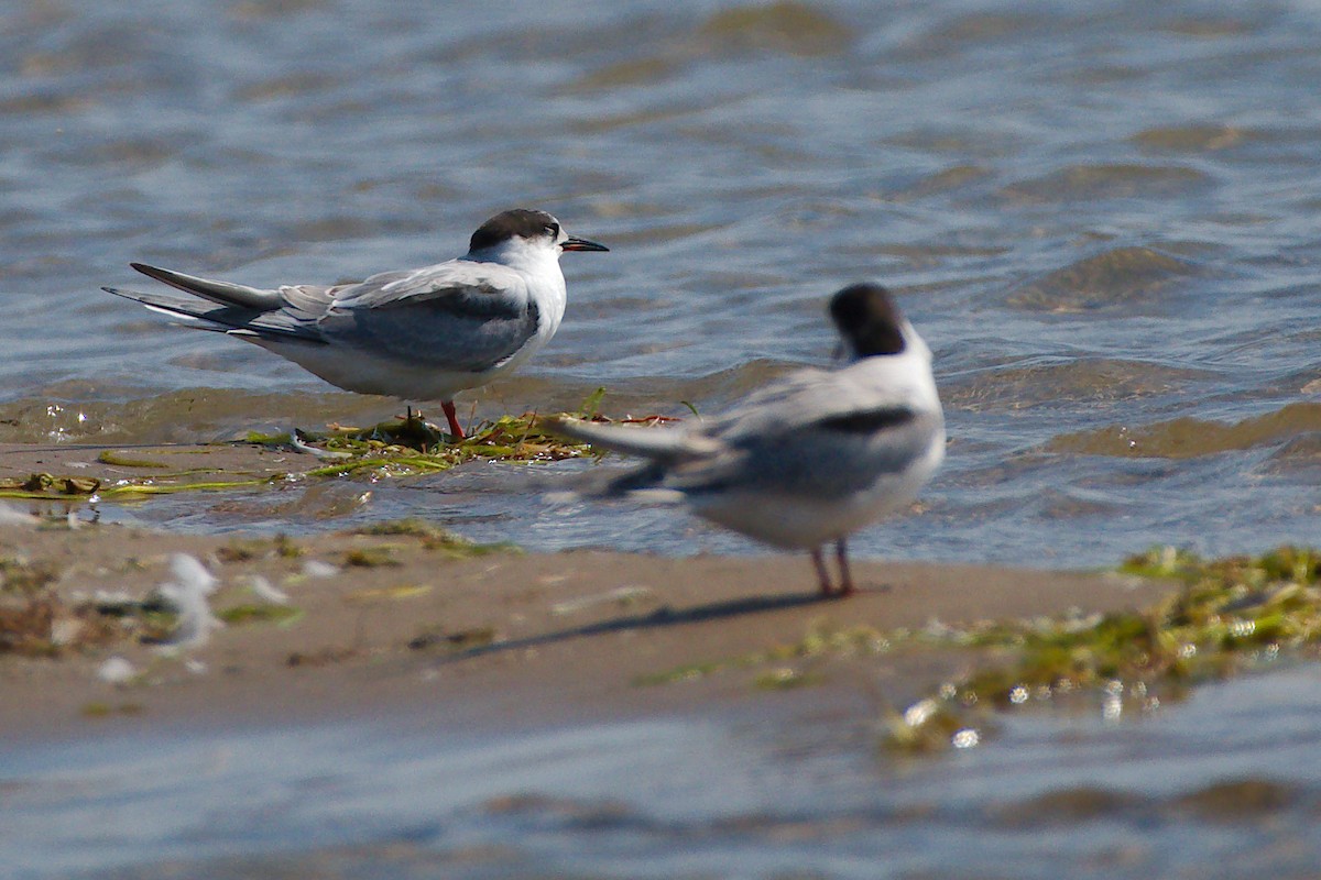 Flussseeschwalbe - ML646376715