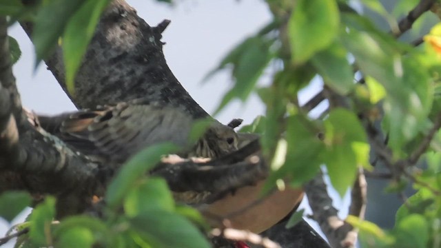 Zenaida Huilota - ML646376717